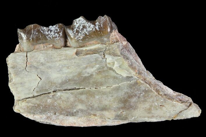 Oligocene Horse (Mesohippus) Jaw Section #81492